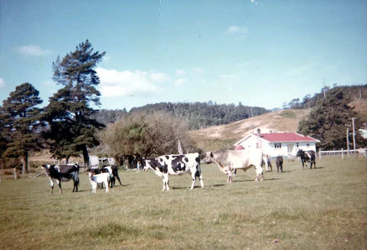 Herding cattle along the road