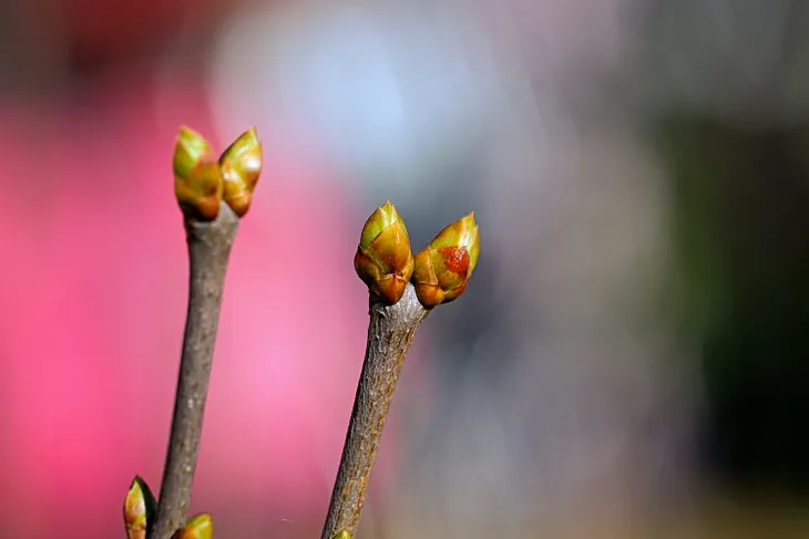 two twigs with buds almost blooming, against a pink and grey background