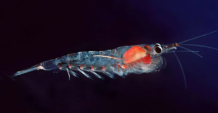 Antarctic Krill Oil