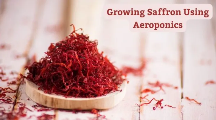 Growing Saffron Using Aeroponics: 6 Steps, Types + Tools — Gardening Lovy