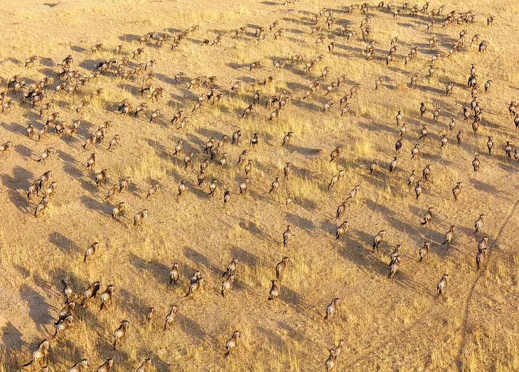 What The Great Wildebeest Migration Is Really Like