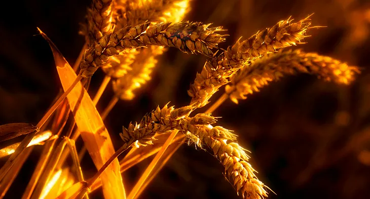 golden wheat or rye plant in stark light relief against a dark background
