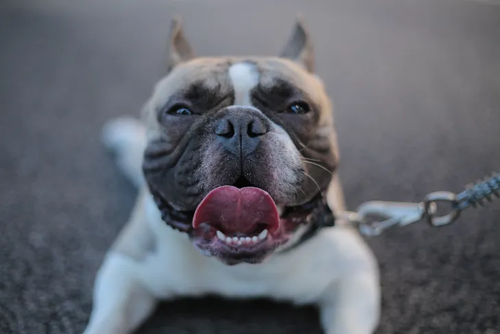 A Pitbull on a leash, that might be aggressive