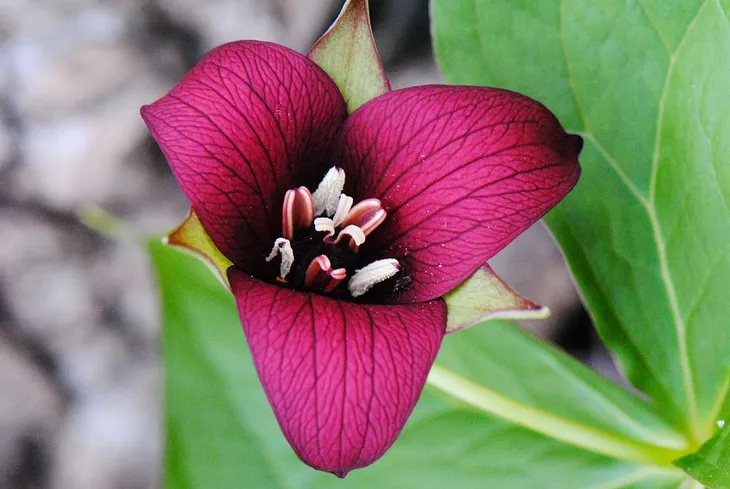 Close-up of purple trillium blooming. A beetle scurries across one the three petals.