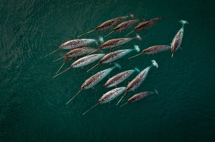 Pod of narwhales in Arctic