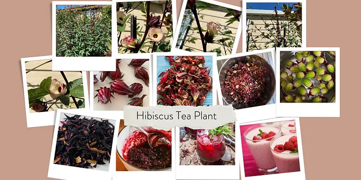 HIBISCUS TEA GROWING IN THE GARDEN TO HARVEST AND COOKING www.theteacartel.com THE TEA CARTEL