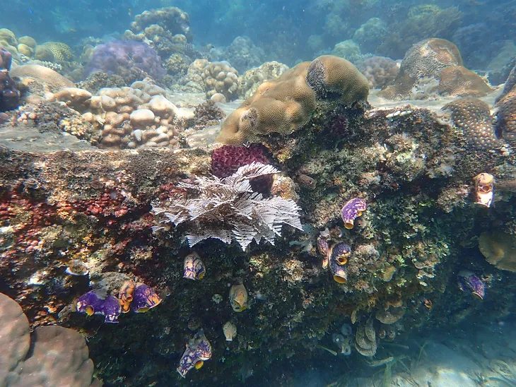 Snorkelling a Wreck