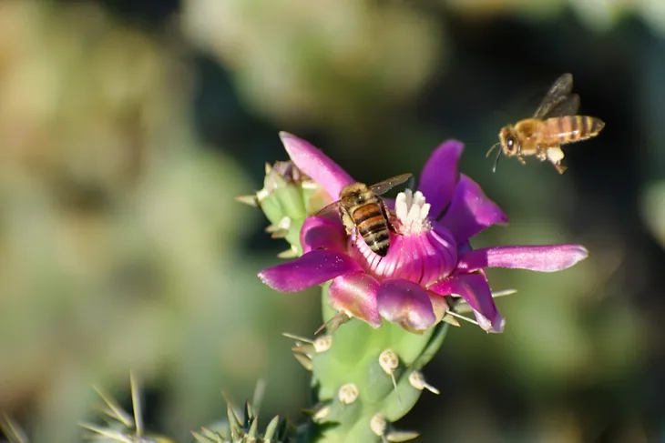 How small things sting and sustain us