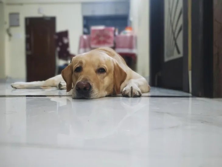 We Need a New Term for ‘Pet Owner’