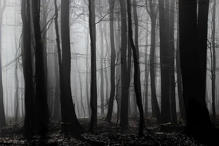 black and white photo of a misty forest