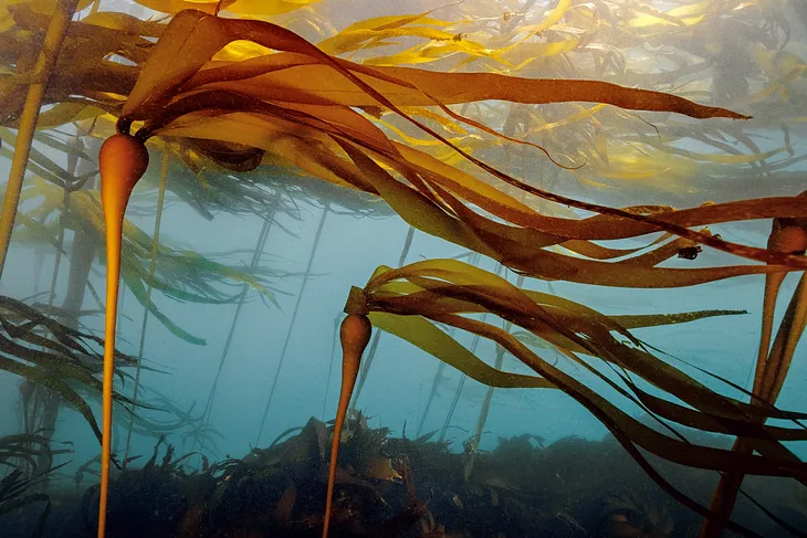 Losing the World’s Kelp