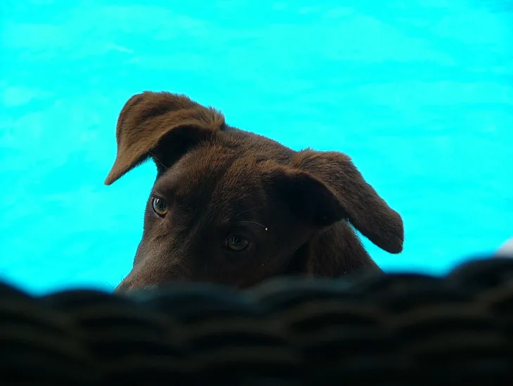 Photo of the eyes and ears of a cute brown dog set against a turquoise background because the photo was taken by the side of beautiful swimming pool in Jamaica.