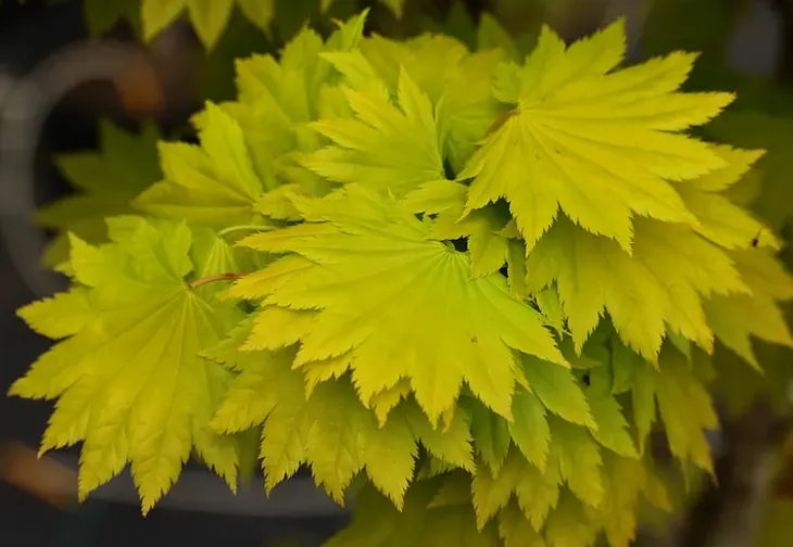 Unveiling the Enchanting Varieties of Acer Shirasawanum: A Kaleidoscope of Maple Majesty