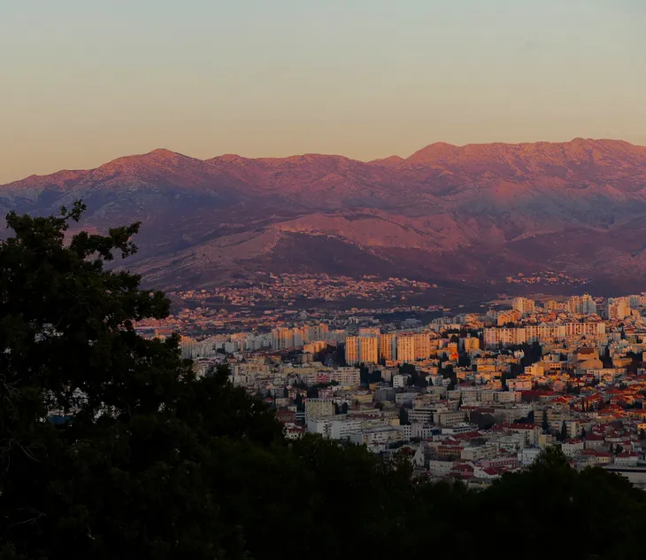 tree with city and mountains behind