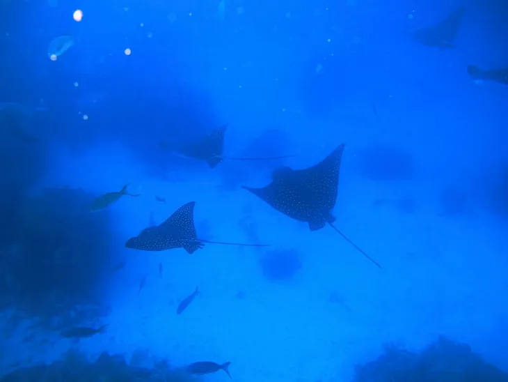 Eagle rays gliding through the deep water.