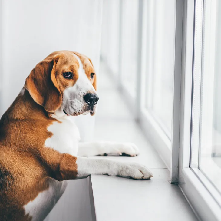 Dog looks sadly out the window.