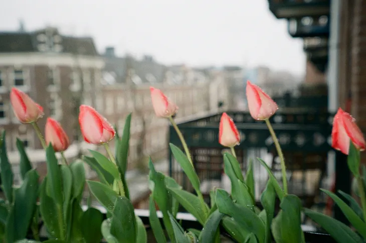 tulips on my balcony in Amsterdam