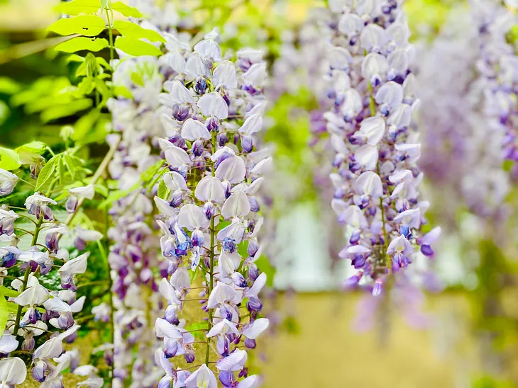 Spring in my neighborhood. Photo taken by the author, Gabriela Trofin-Tatár