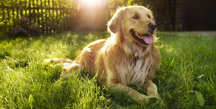 The Science Behind Why Dogs Are So Loyal