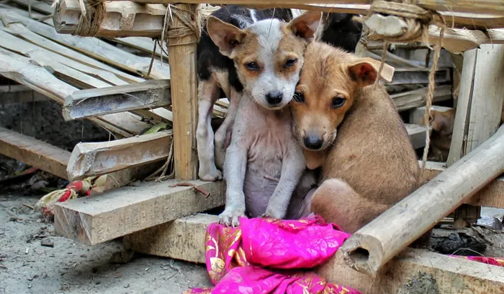 Stray Dogs Rely On YOUR Help This Winter Season