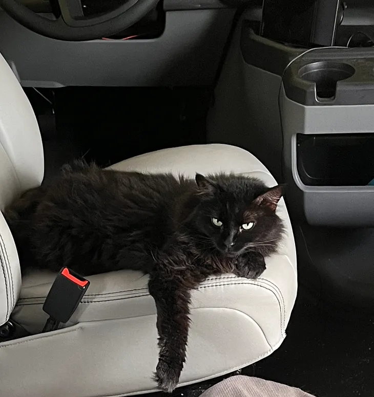 A black cat sits on the front seat of an RV. She is calm and content. Crazy cat lady, kitty, camping, RV travel, vacation, traveling with pets