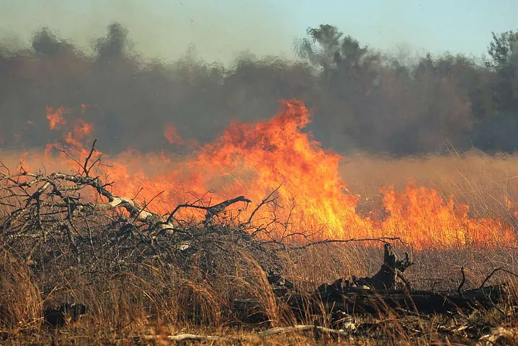 7 Ways Fire is Good for the Environment