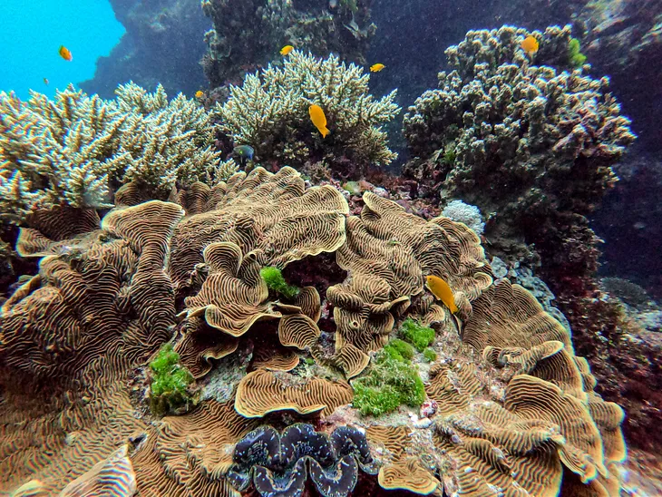 Photo of great barrier reef coral and fish colorful.