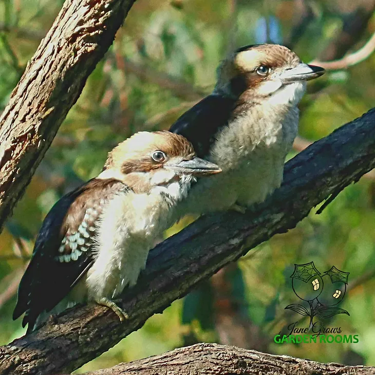 Learning to Laugh in the Australian Bush