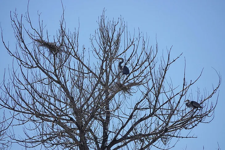 Two herons in a tree look at a faraway nest that is unattended.