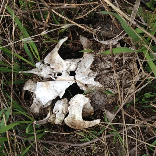 animal bone in grass