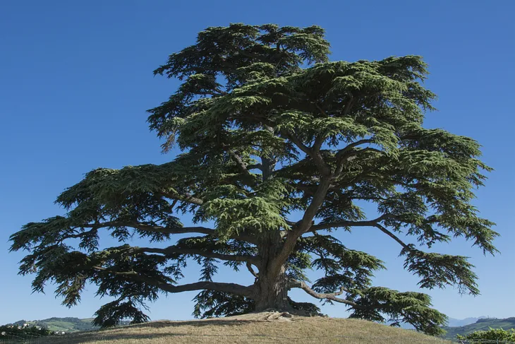 Under the Canopy of Majestic Cedar Trees