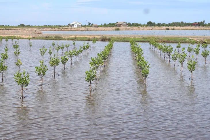 Vlinder mangrove project in Indonesia is selected for the carbon portfolio of Julius Baer