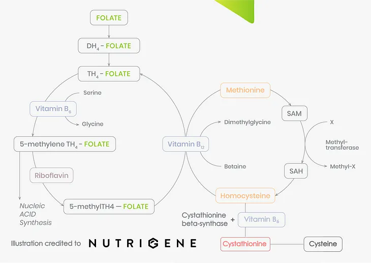 The Origins of MTHFR