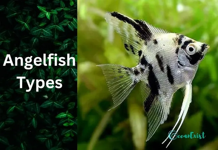 19 Types of Angelfish: Discover the Diversity of These Majestic Fish