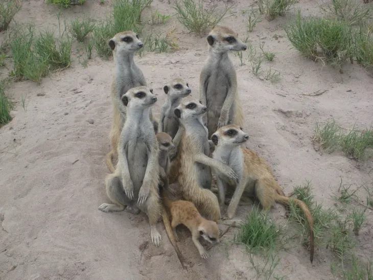 A group of eight meerkats in the desert looking up in search of birds of prey surrounded by short grass.