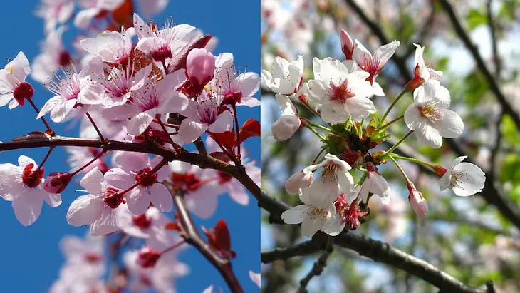 A Tale of Two Blossoms