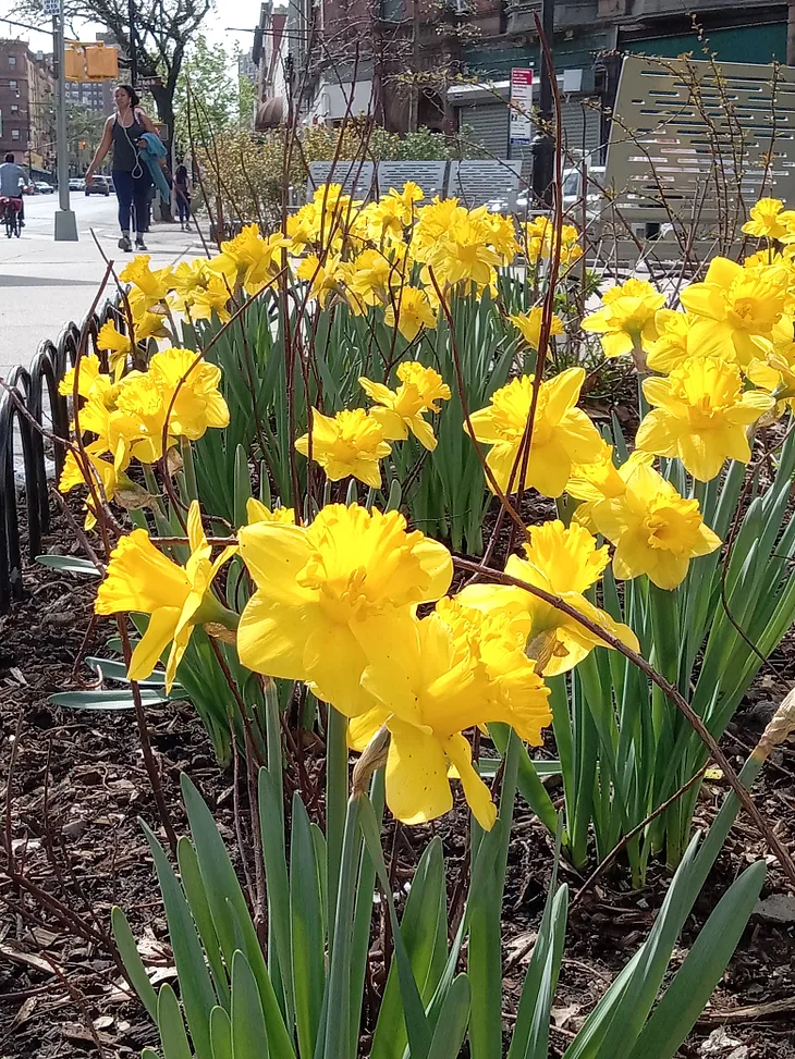 Daffodils are not Narcissists
