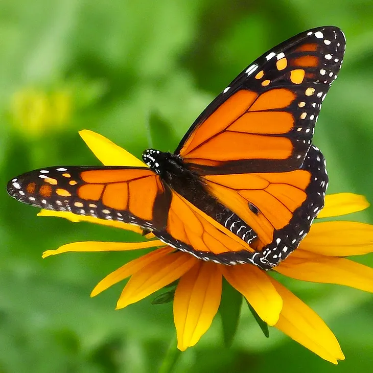 The Majesty of the Monarch Butterfly