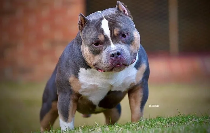 Top American Bully Studs, Stud Service, Prices, and Puppies for Sale Guide