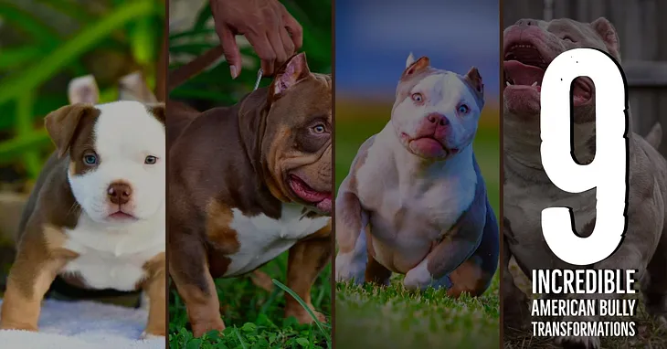 9 Incredible American Bully Transformations You Have to See To Believe — Puppies to Adults