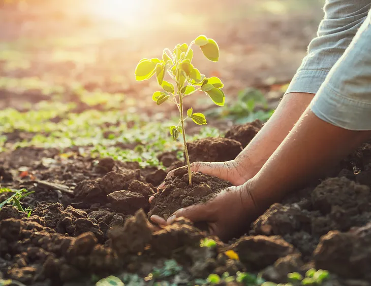 woman’s hands planting a small tree