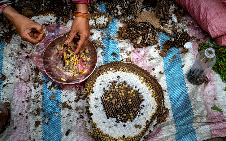 Hands sorting larvae from a wasp hive. The hive is in sections. The poem on this page is about how people transform into a hivemind in their collective thoughts rather than people thinking for themselves. The image of a hive is central to the poem’s message. | Photo Courtesy: Quang Nguyen Vinh, Pexels