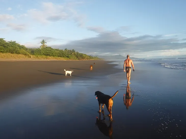 Man walking on the beach with three dogs at low tide and sunrise.