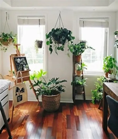 Choosing and Buying Houseplants