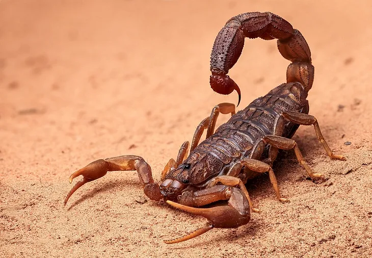 Dream about Scorpion: Meaning, Interpretation, Symbolism