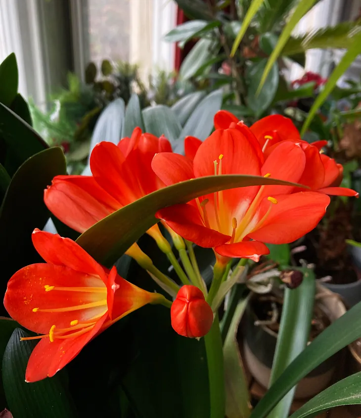 Clivia Miniata, commonly known as the Natal lily or Bush Lily