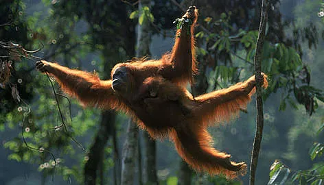Why Orangutans Don’t Make Great Pets