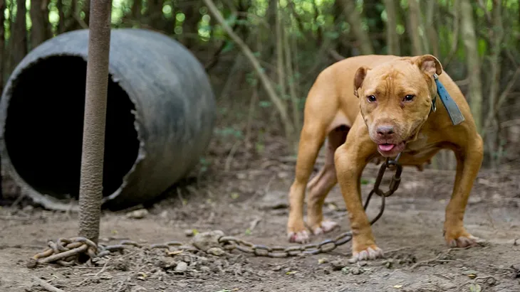 DOGFIGHTING: A BLOODY AND CRUEL “SPORT”