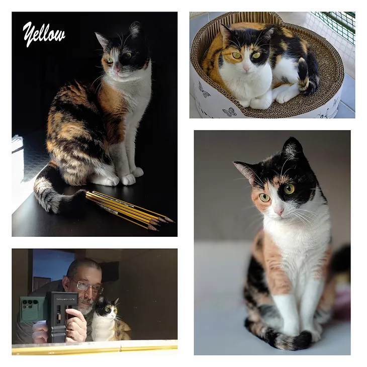 One month without Yellow, my calico cat