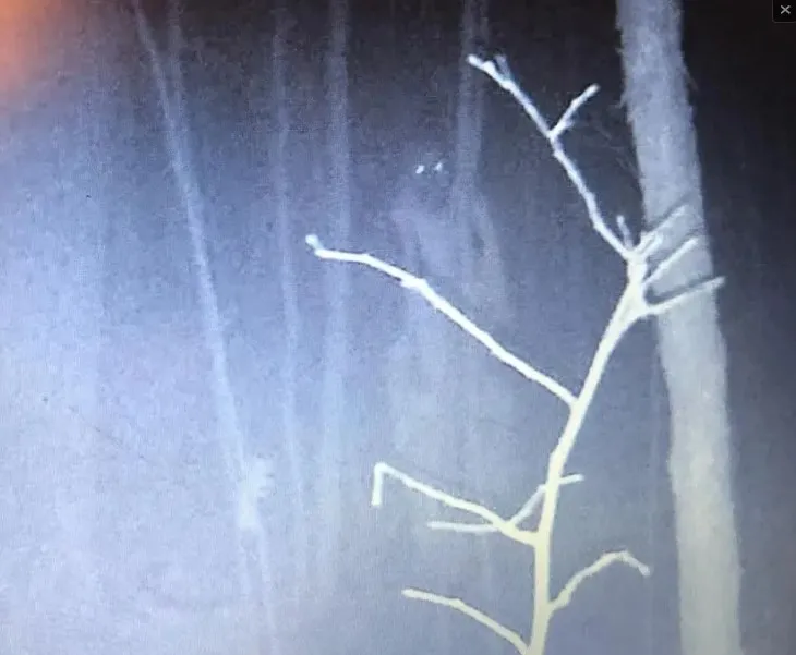 Trap Camera Caught a Mysterious Figure in the Woods